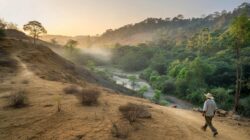 After 25 years of reforestation, once-barren landscapes are now absorbing millions of tons of CO annually