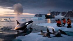 Emergency declared in Greenland as researchers spot orcas breaching near melting ice shelves