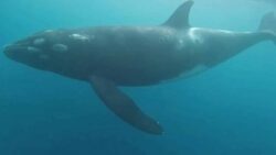 Unprecedented behaviour: humpback whales foil orca attacks, leaving scientists speechless